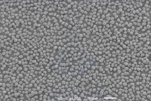 Ni0.6Co0.2Mn0.2(OH)2 Precursor Powder for Single-Crystal NCM622 Cathode Synthesis, 100 g/bottle, CLIBPCSCNCM622OH