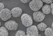 Ni0.6Co0.2Mn0.2(OH)2 Precursor Powder for Single-Crystal NCM622 Cathode Synthesis, 100 g/bottle, CLIBPCSCNCM622OH