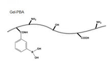 Gel-PBA (Phenylboronic Acid Modified Gelatin) Powder for Responsive Hydrogel Synthesis, 1 g/bottle, CRHSGelPBA