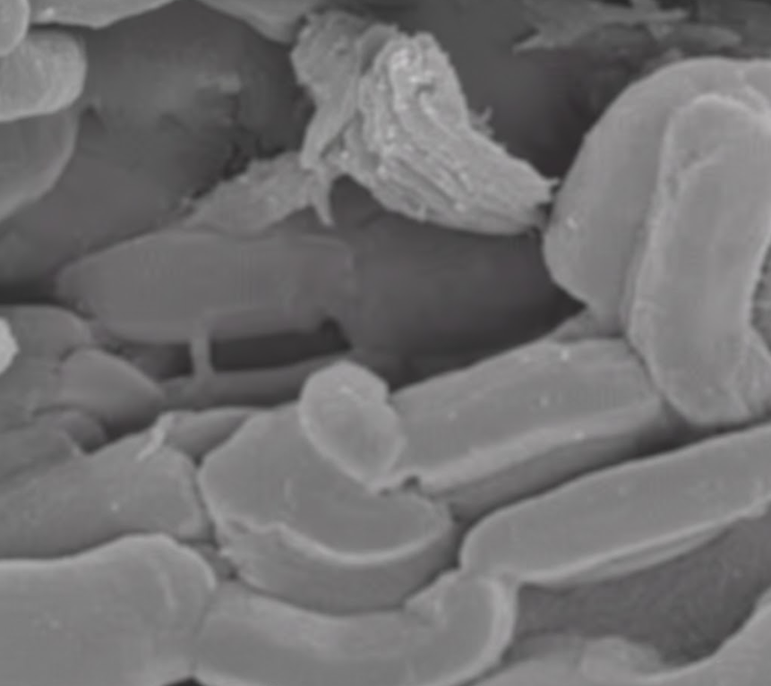 Ordered Mesoporous Carbon (CMK-3) with 2D Hexagonal Structure for Supercapacitor, 1 g/bottle, CSOMCCMK3